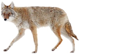 coyote